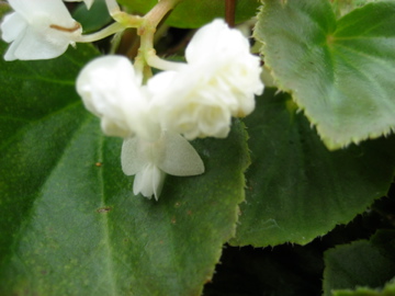 B. ‘Doublet White’